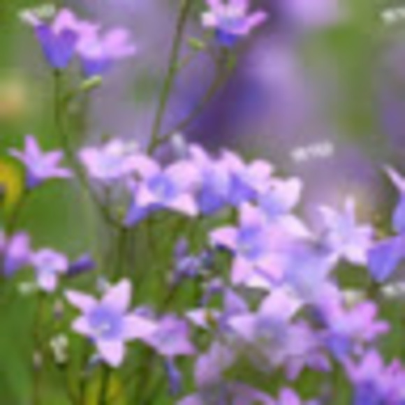 Meet your Posher, Sherrick - Picture 1 of 1